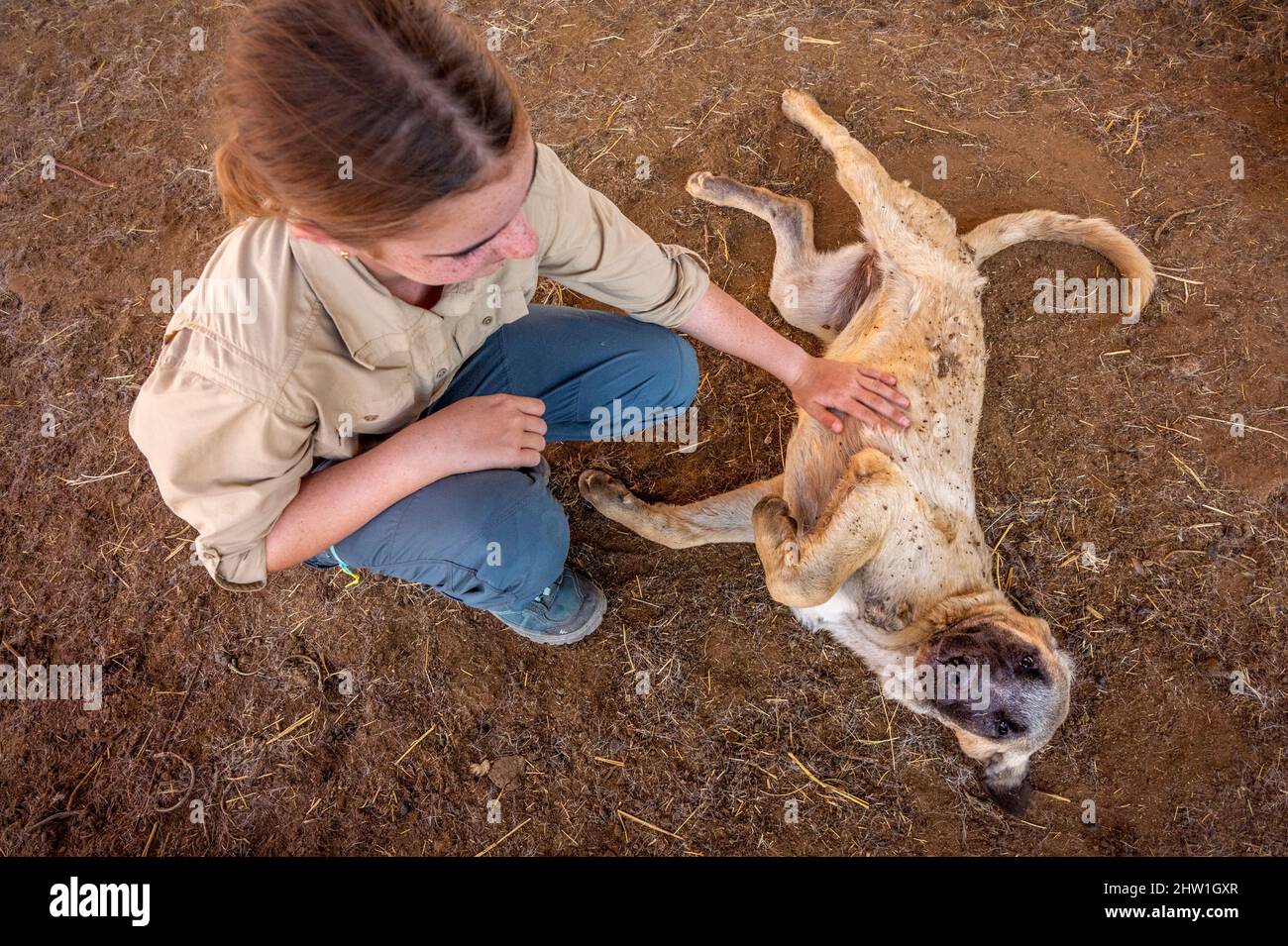 Namibie, région d'Otjozondjupa, Otjiwarongo, Cheetah conservation Fund (CCF), le programme de surveillance des chiens de bétail du CCF a été très efficace pour réduire les taux de prédation et donc aussi l'inclination des agriculteurs à piéger ou à tirer des cheetahs, chien de berger anatolien également connu sous le nom de Kangal garant un troupeau de chèvres alpines, ici nourri par un stagiaire Banque D'Images