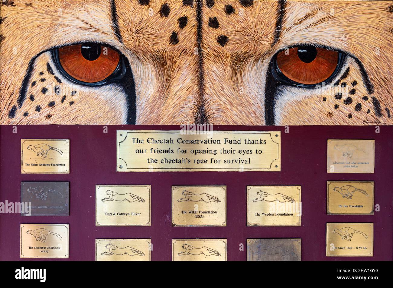 Namibie, région d'Otjozondjupa, Otjiwarongo, Cheetah conservation Fund (CCF), portrait peint de la guépard entouré de plaques de donateurs CCF dans les jardins du Centre de recherche et d'éducation Banque D'Images
