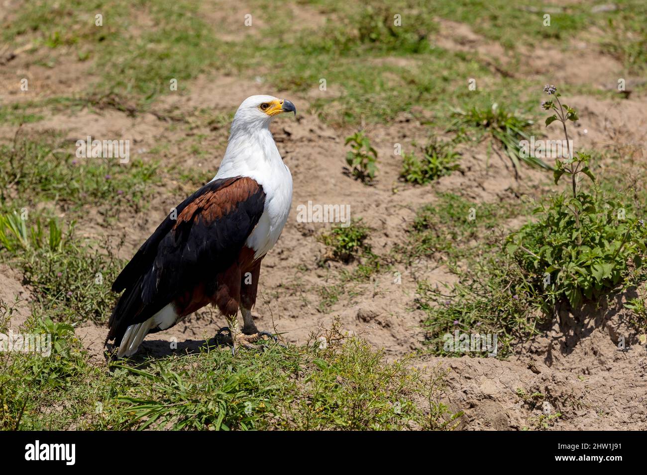 Kenya, réserve nationale de Masai Mara, parc national, aigle à poissons africains (Haliaeetus vocifer)[ ou aigle à la mer africaine, au sol Banque D'Images