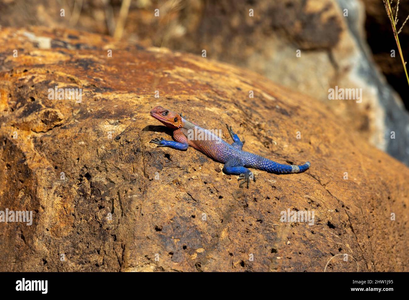 Kenya, réserve nationale de Masai Mara, parc national, Common Agama (Agama agama), sur un rocher. Le mâle est très coloré, la femelle est gris Banque D'Images