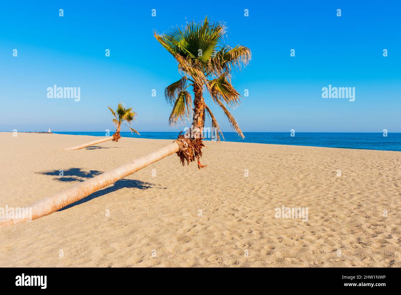 Penchée palmiers sur la plage du Barcarès, dans le sud-ouest de la France Banque D'Images