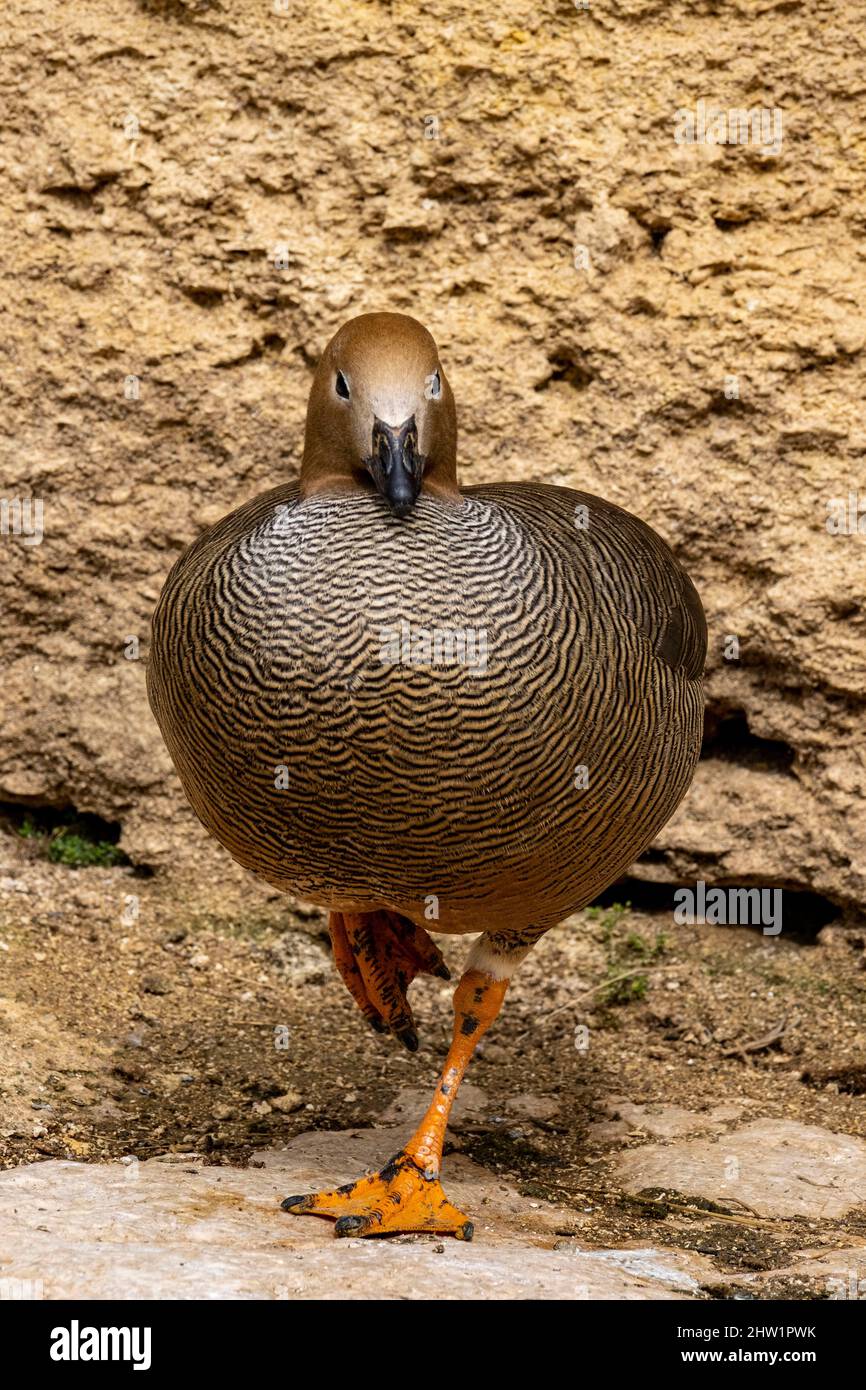 Amercia du Sud, direction à la gouvernée gosse (Chloephaga rubidiceps), bioparc de Doue la Fontaine Banque D'Images