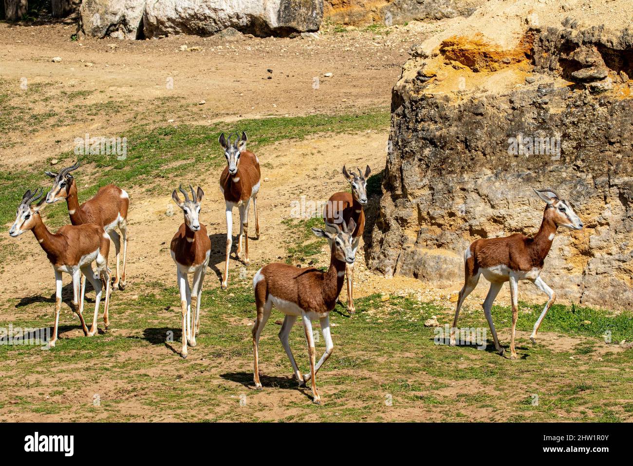 Afrique, dama gazelle (Nanger dama mhorr), barque de Doue la Fontaine Banque D'Images