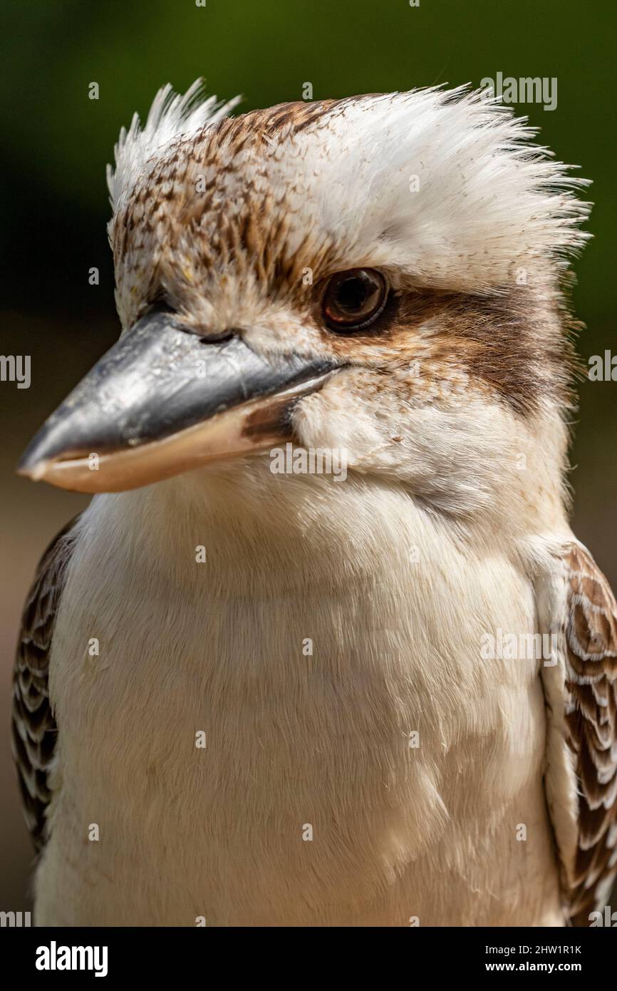 Australie, rire kookaburra (Dacelo novaeguineae), le Parc des oiseaux, Villars les Dombes, Banque D'Images