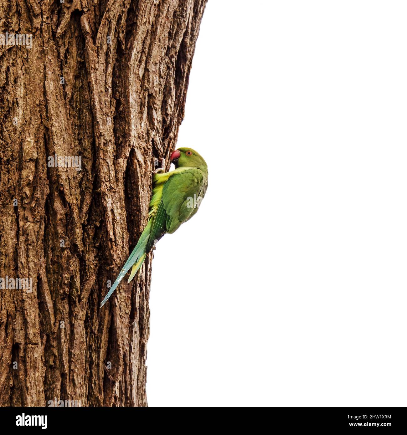 Perruche à col en anneau, Psittacula krameri, à Londres, dans le parc Richmond. Fond ciel blanc. Banque D'Images