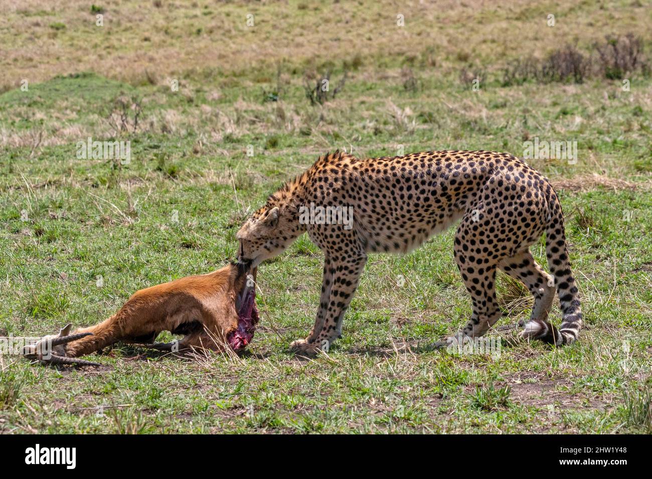 Kenya, réserve nationale Masai Mara, parc national, Cheetah (Acinonyx jubatus), mangeant une gazelle de Thomson, la femelle adulte tire sa proie vers les buissons Banque D'Images