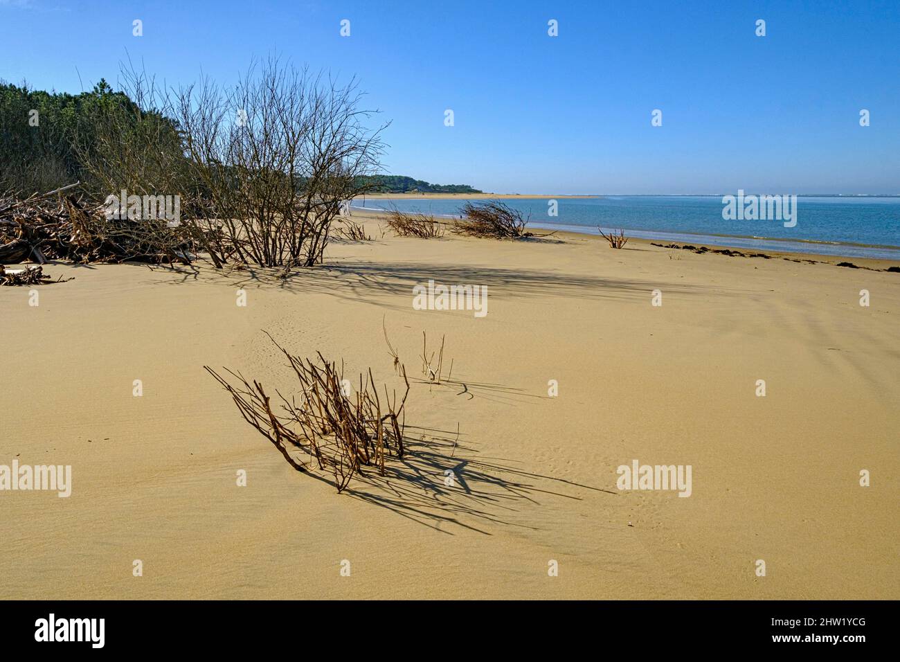 France, Charente-Maritime, la plage d'Embellie, destruction de la forêt par le sel due à l'expansion continue de la mer Banque D'Images