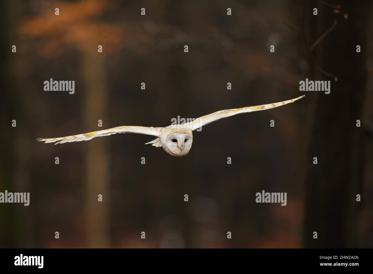 La chouette de la grange vole dans la belle forêt d'automne le soir.Scène sauvage de la nature.Tyto alba Banque D'Images