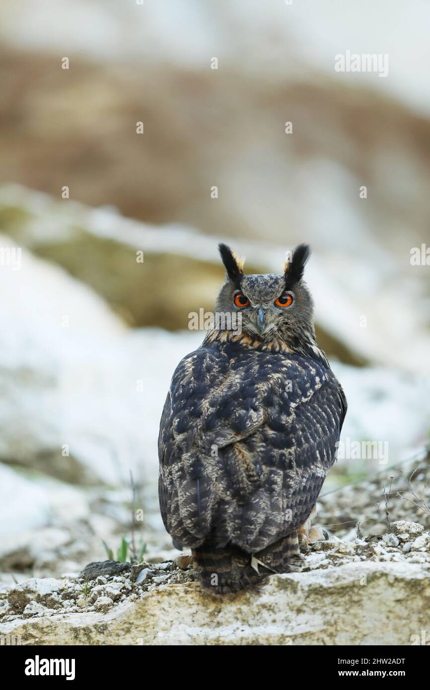 Un grand hibou marron se trouve sur la roche. Bubo Bubo, gros plan. La chouette-aigle eurasienne Banque D'Images