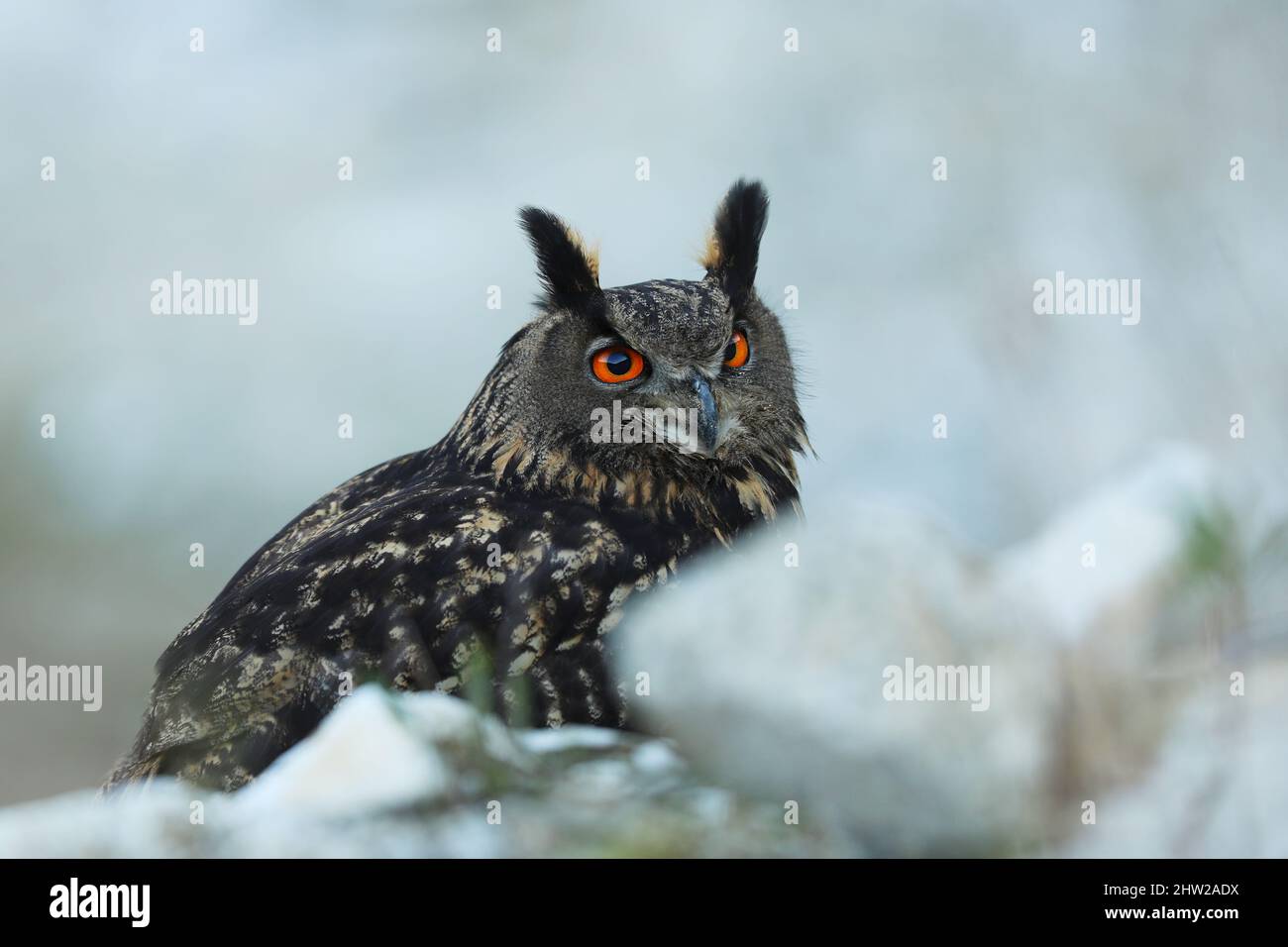 Un grand hibou marron se trouve sur la roche. Bubo Bubo, gros plan. La chouette-aigle eurasienne Banque D'Images