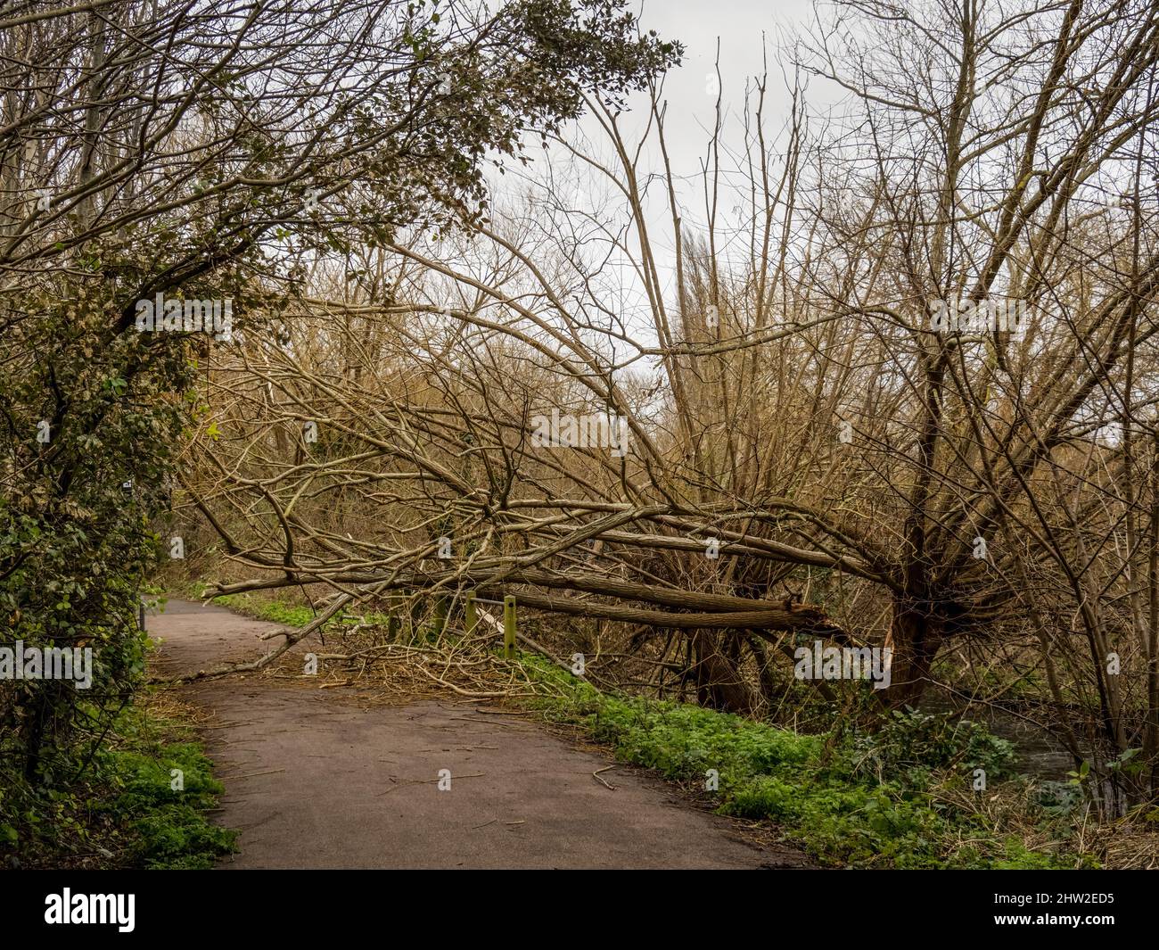 Dégâts causés par la tempête le long de la rivière Wandle, Wandsworth à Londres. Février 2022. Banque D'Images