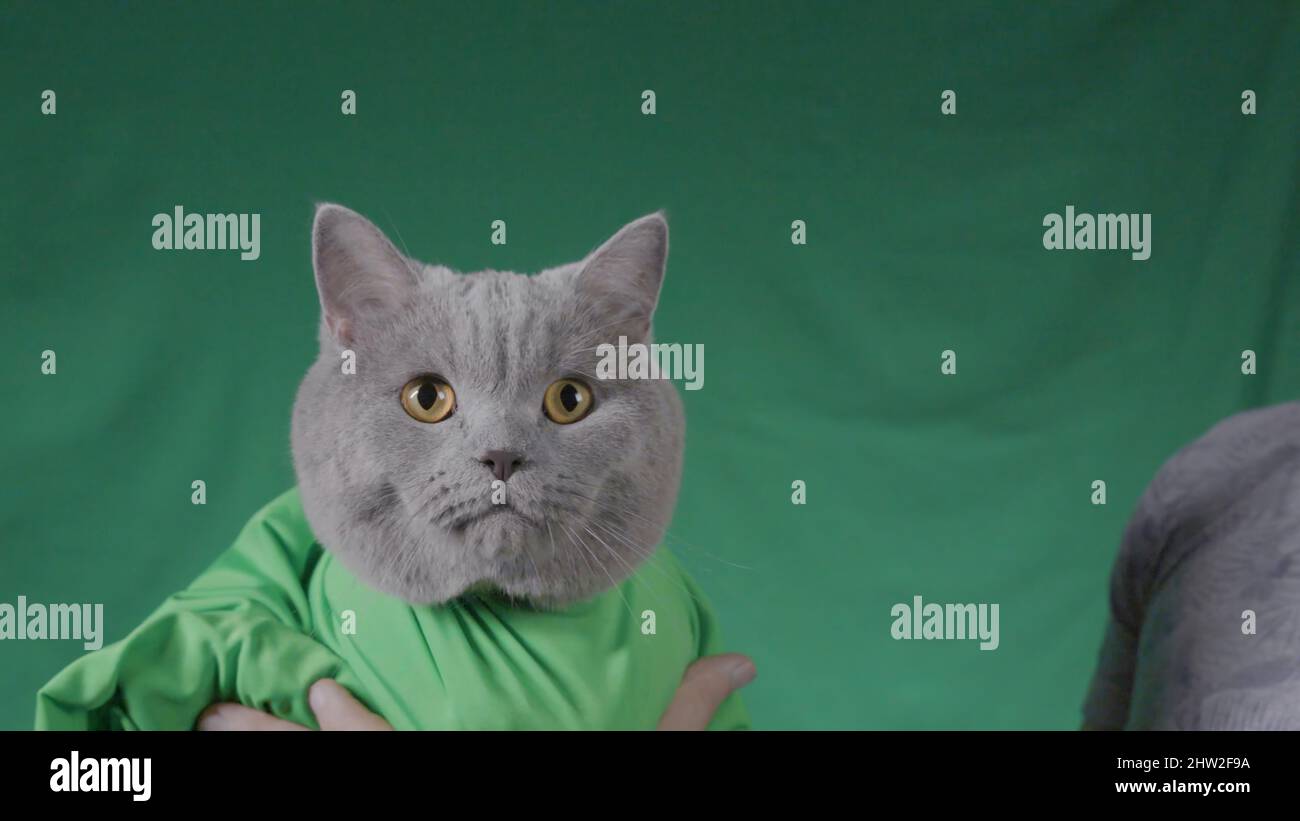 L Homme Tient Le Chat Gris Sur Fond Vert Films Gros Plan De L Homme Tenant Le Chat Dans Une Couverture Verte Sur Fond Vert Isole Studio Avec Gre Photo Stock Alamy