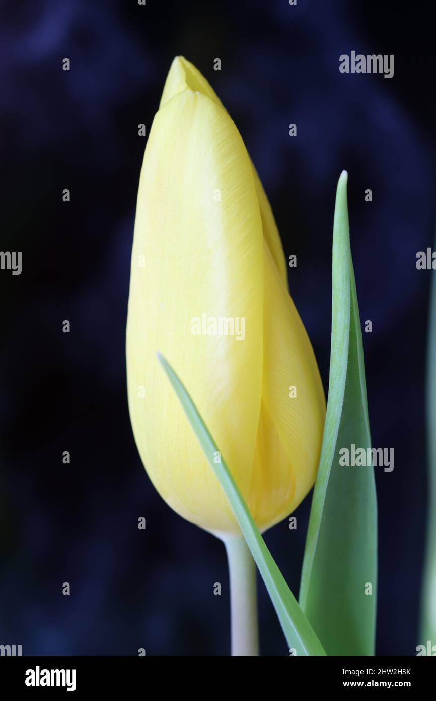 gros plan d'une belle tulipe jaune citron sur fond noir Banque D'Images