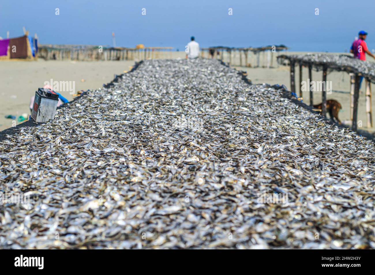 Le poisson est préparé par séchage au soleil pour exportation à l'étranger. Poisson qui est séché au soleil pour être salé et vendu. Banque D'Images