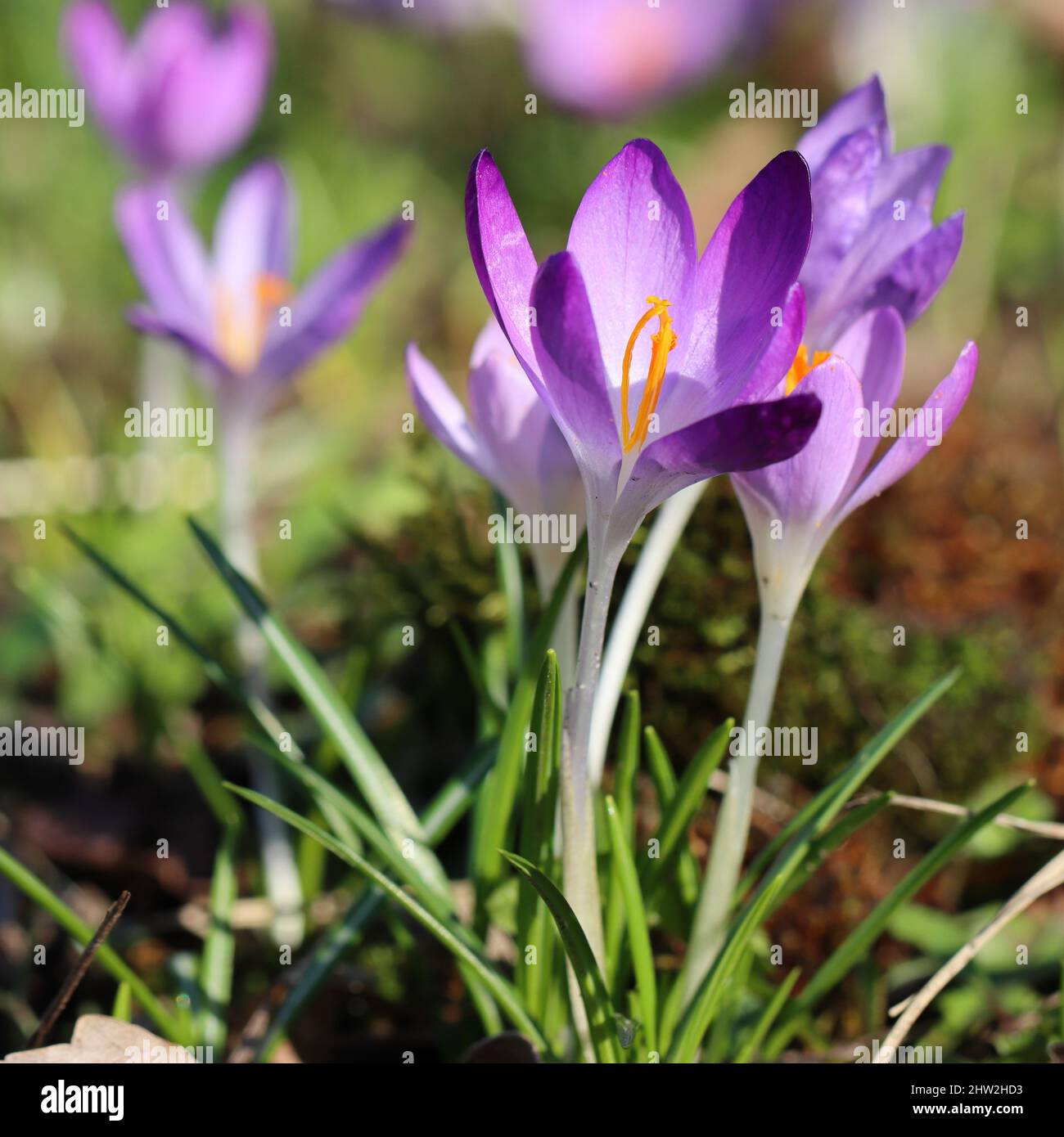 gros plan de jolis crocus violets dans un jardin Banque D'Images