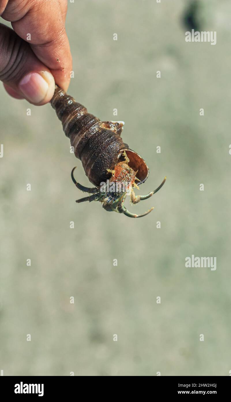 Ermit Crab sur la plage. Wildlife Beach, Hermit Crab, Animal Shell, Seashell White Beach Macro Sunny Day. Banque D'Images