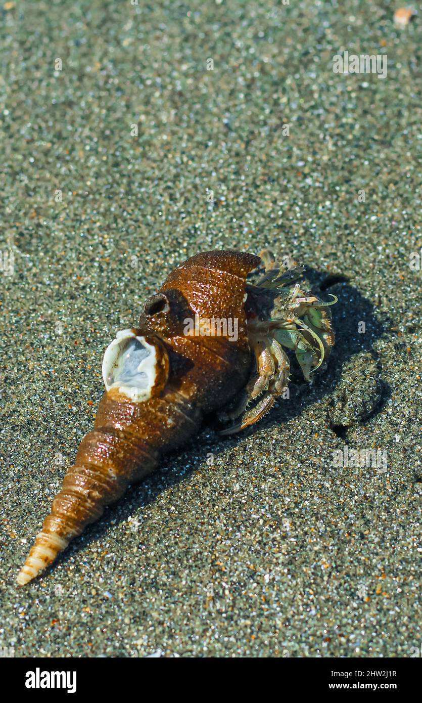 Ermit Crab sur la plage. Wildlife Beach, Hermit Crab, Animal Shell, Seashell White Beach Macro Sunny Day. Banque D'Images