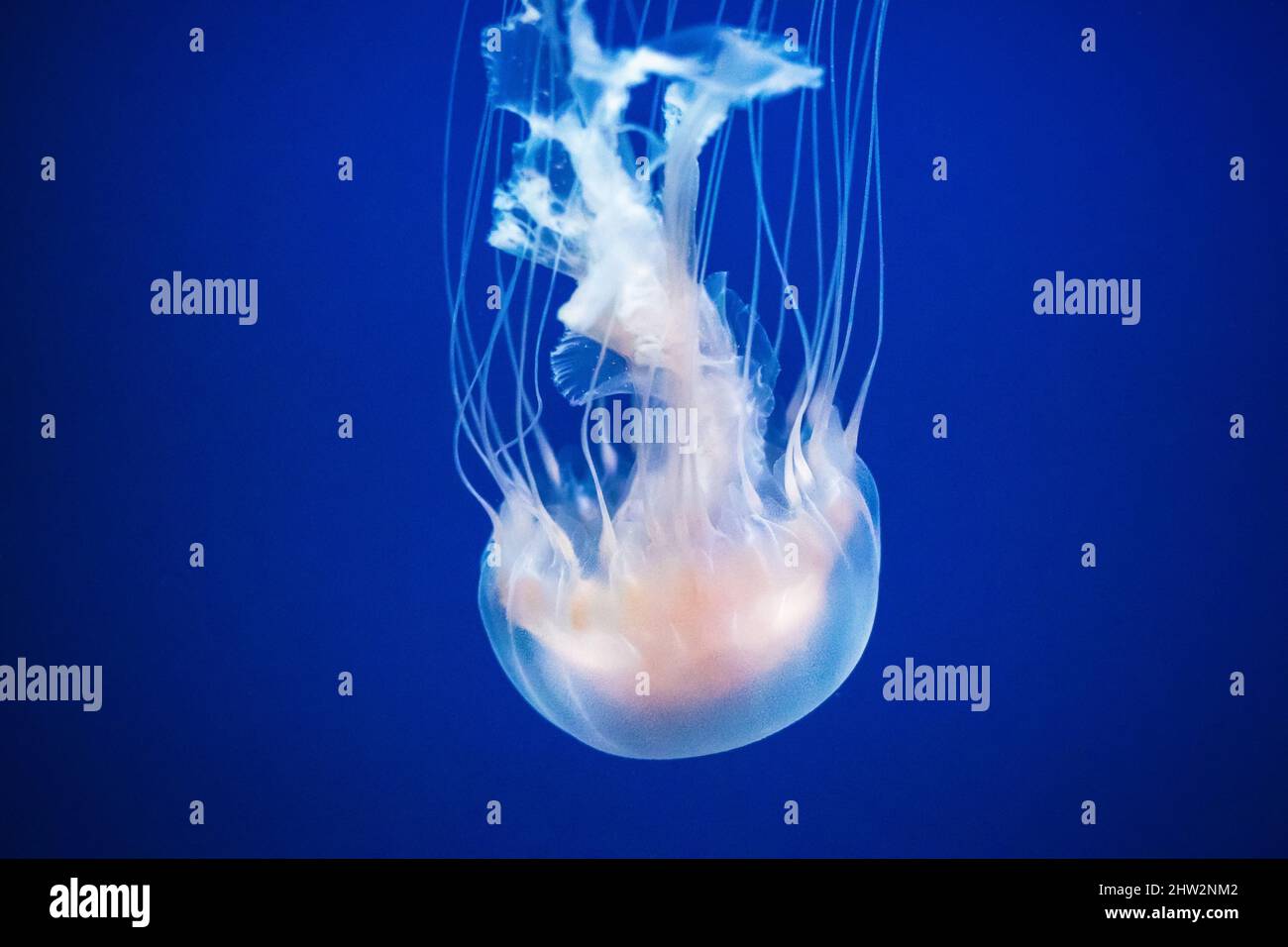 Un méduse nageant en mouvement dans S.E.A. Aquarium, à Sentosa, Singapour Banque D'Images