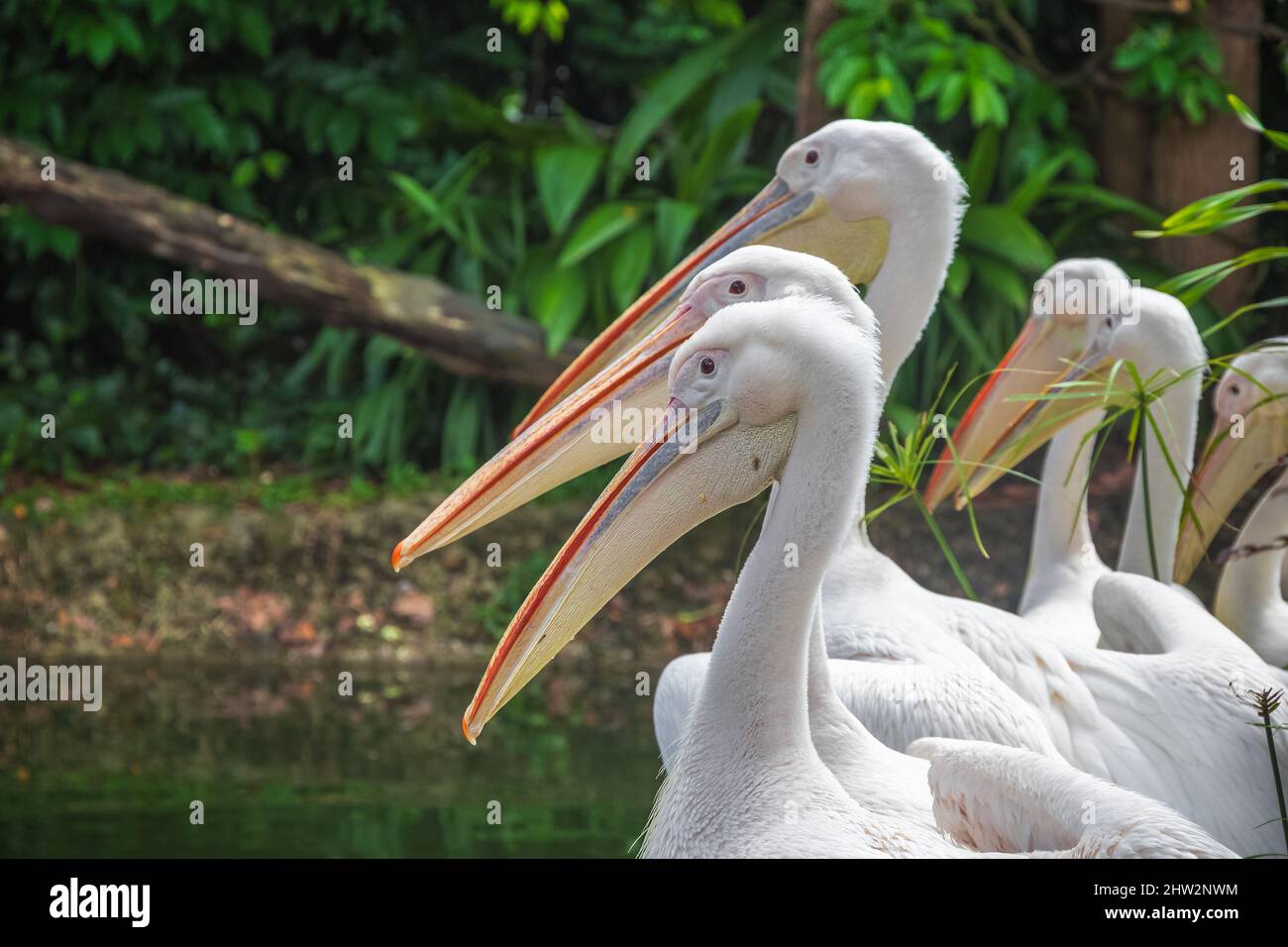 Groupe de pélicans blancs attendant d'être nourris dans un parc ornithologique du zoo de Singapour Banque D'Images