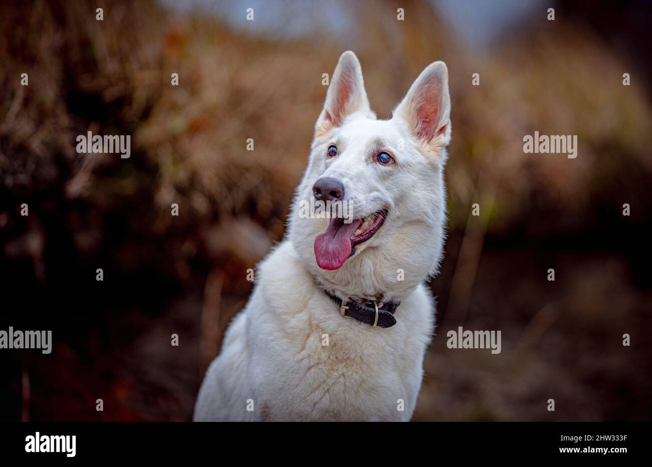 Pure beauté Berger suisse Freya posant pendant la marche à l'extérieur dans le parc. Adorable et mignon chien avec un visage heureux et une fourrure blanche douce. Banque D'Images