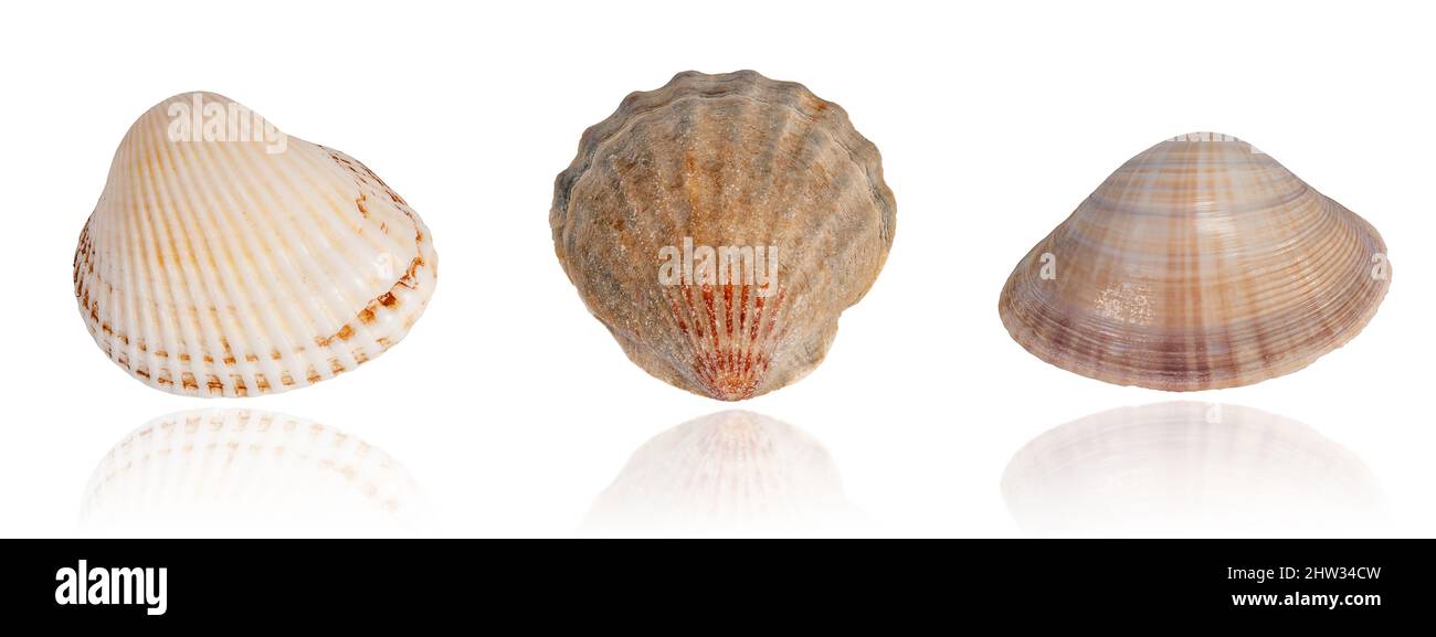 ensemble de coquillages exotiques tropicaux isolés sur fond blanc avec réflexion Banque D'Images