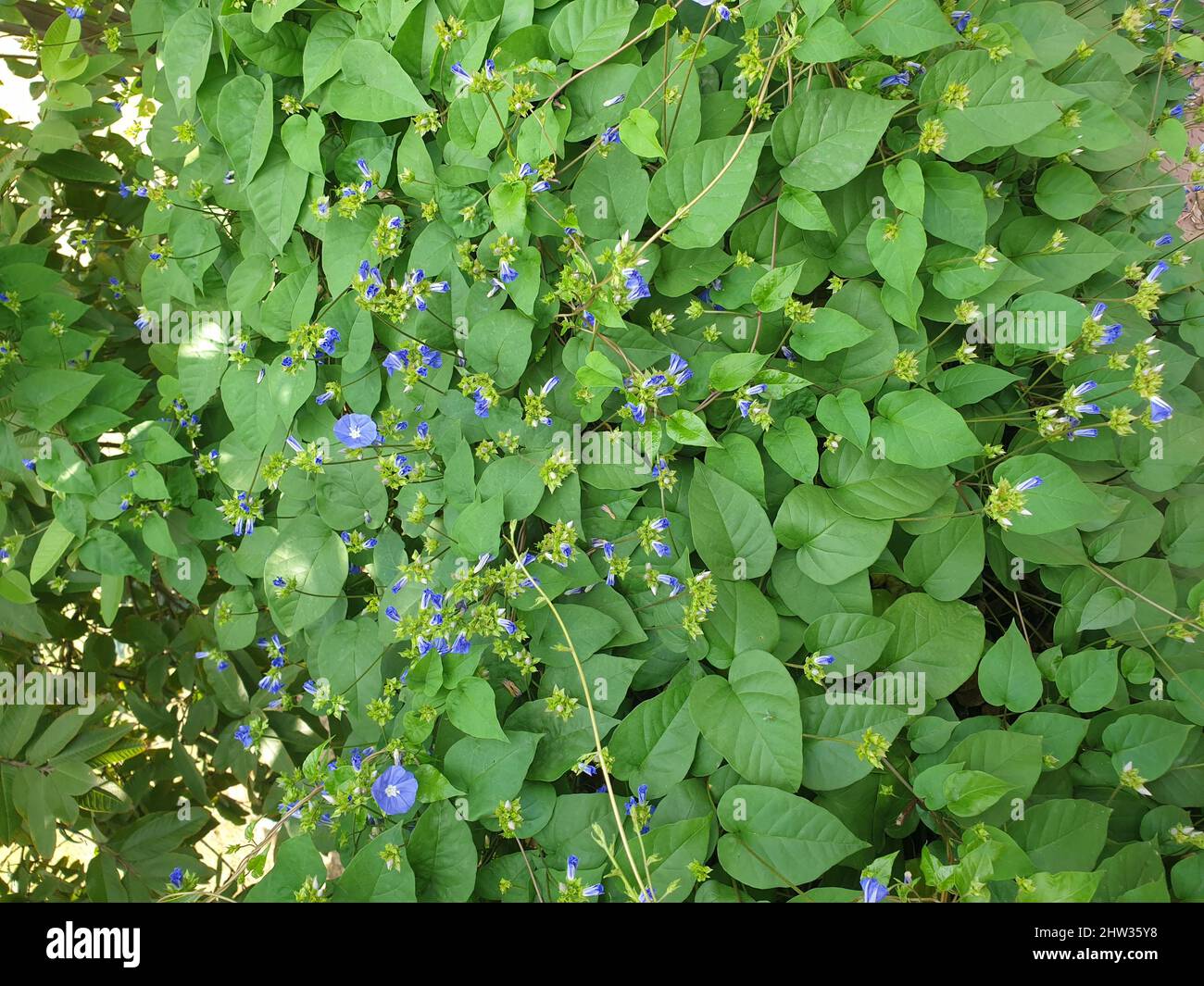 Plan vertical des arbustes bleu Ipomoea violacea Banque D'Images