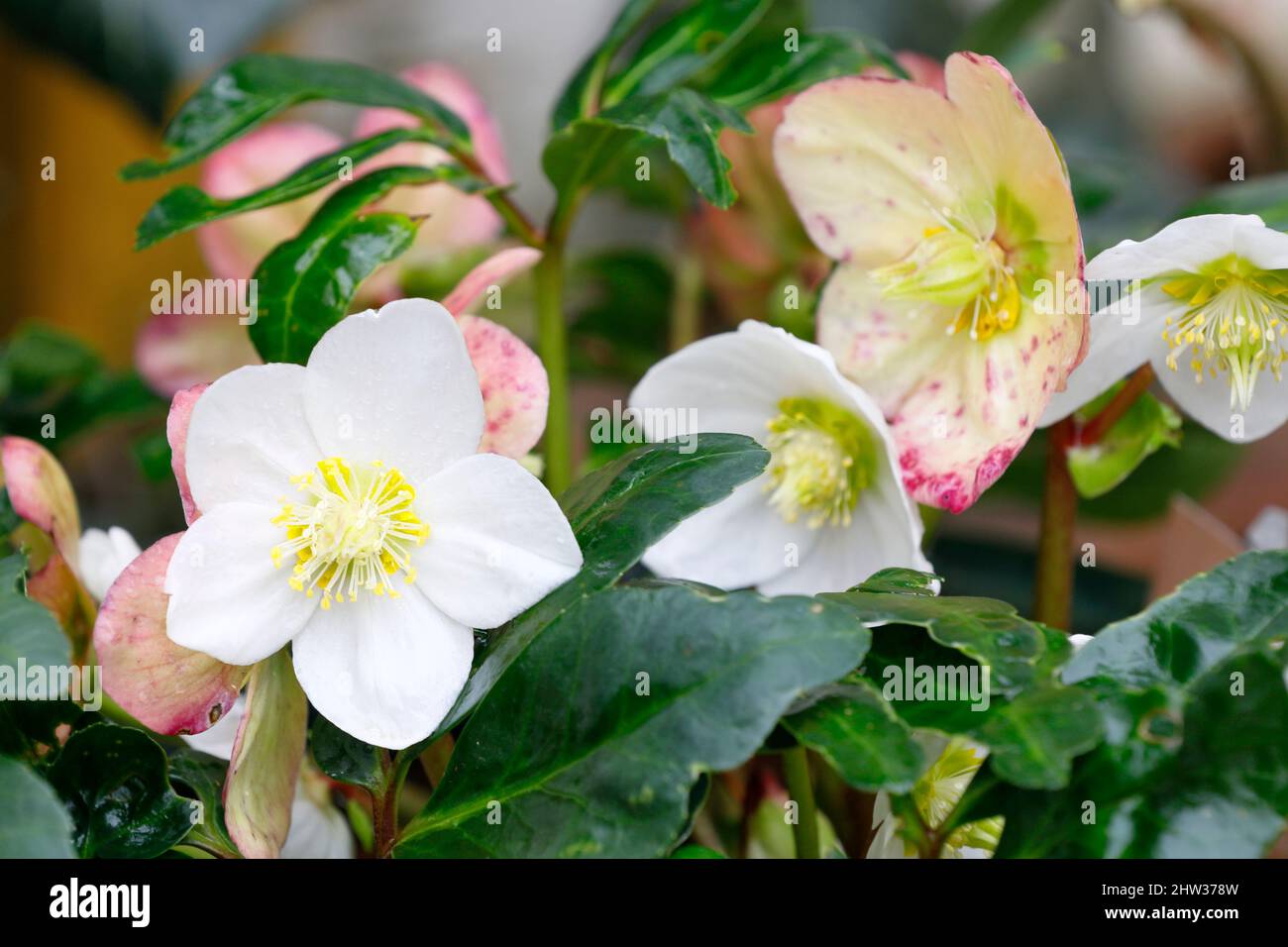 De belles roses de neige fleurissent dans le jardin Banque D'Images