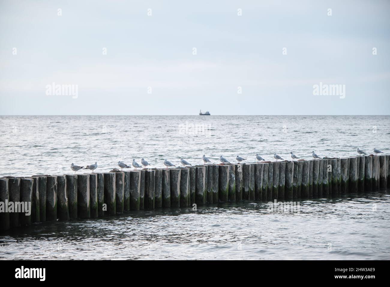 Mouettes assis sur brise-lames dans la mer du soir Banque D'Images