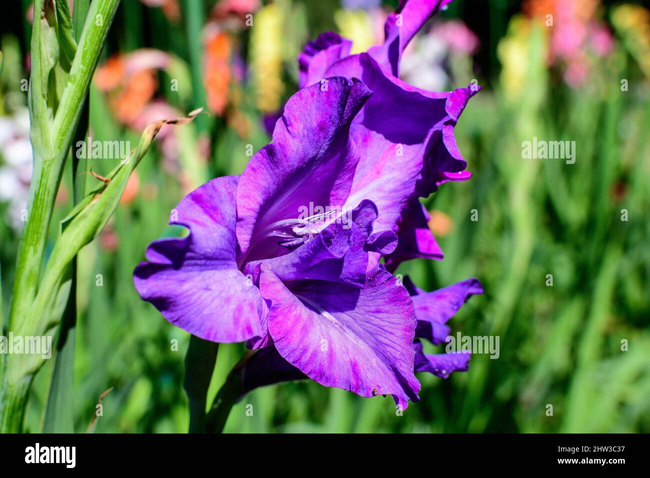 Gros plan d'une délicate fleur de Gladiolus violet vif en pleine floraison dans un jardin par une belle journée d'été Banque D'Images