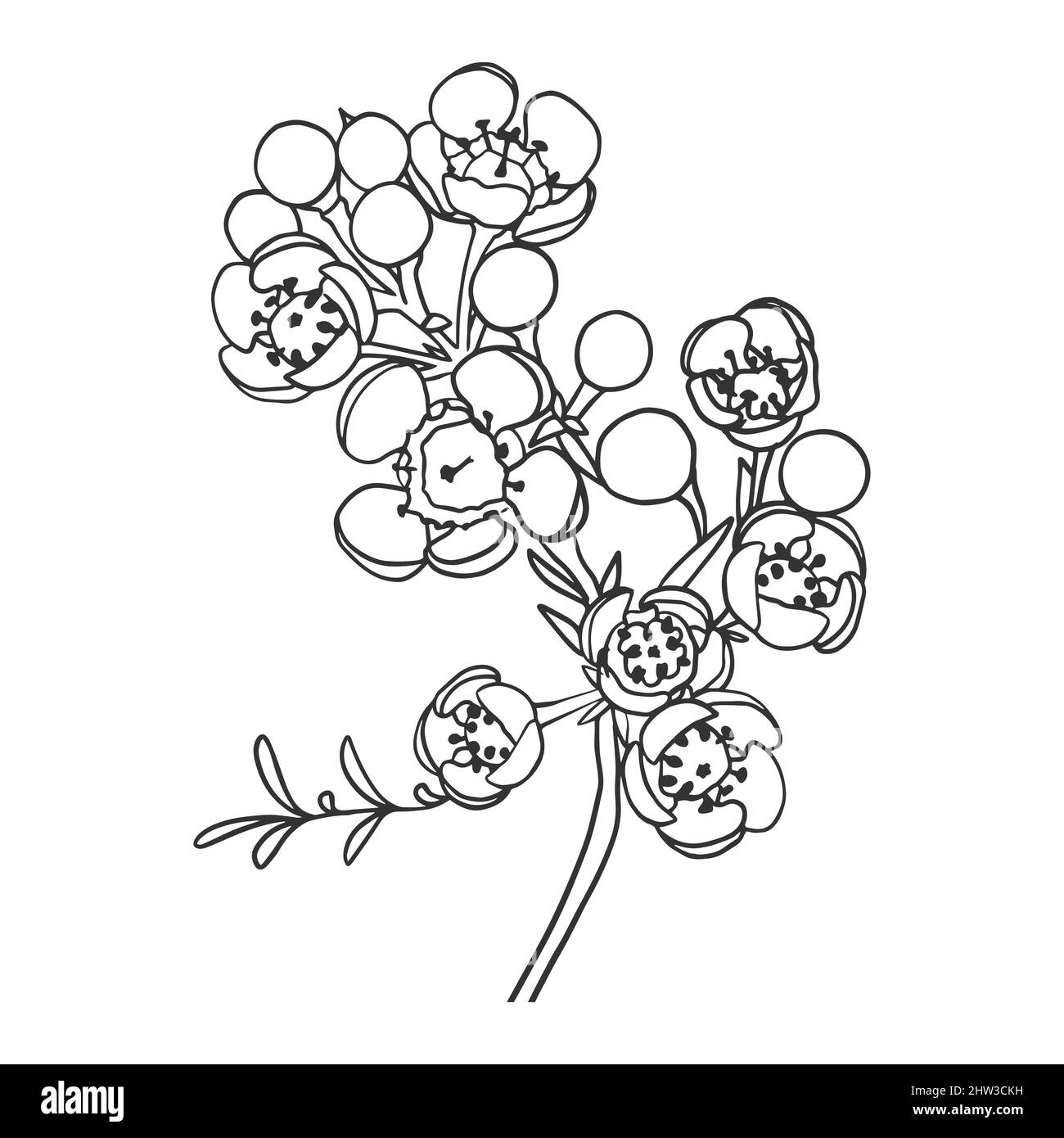 Dessin de contour d'une branche d'une plante australienne avec des fleurs. Chamelaucium. Style Doodle. Illustration de Vecteur