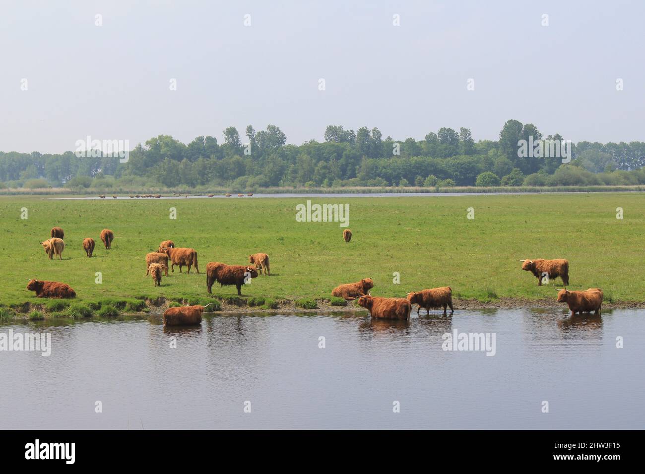 un troupeau de vaches d'altitude brunes se baignent dans l'eau le long d'un pré vert lors d'une journée chaude au printemps en hollande Banque D'Images