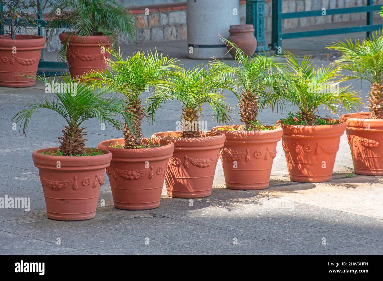 Rangée de plantes en pot dans la cour palmiers Banque D'Images