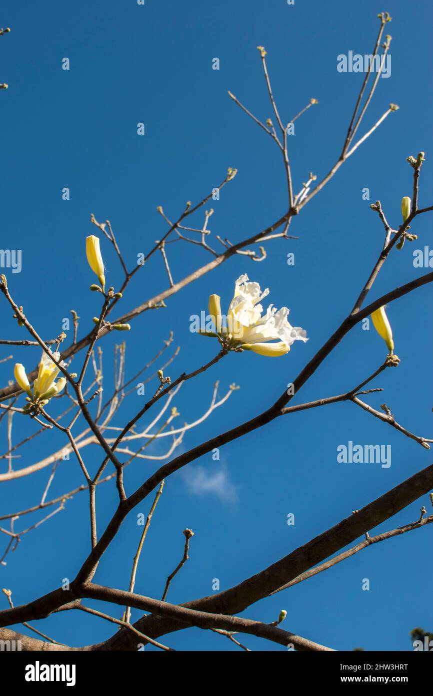 fleurs d'un lapacho blanc Banque D'Images