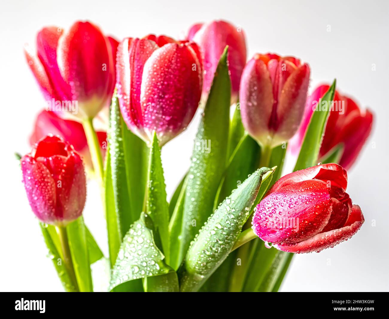 Tulipe au printemps en arrangemnt Banque D'Images