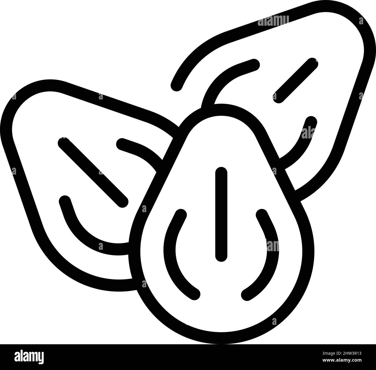 Vecteur de contour de l'icône de l'écrou végétal. Lait d'amande. Boisson alimentaire Illustration de Vecteur