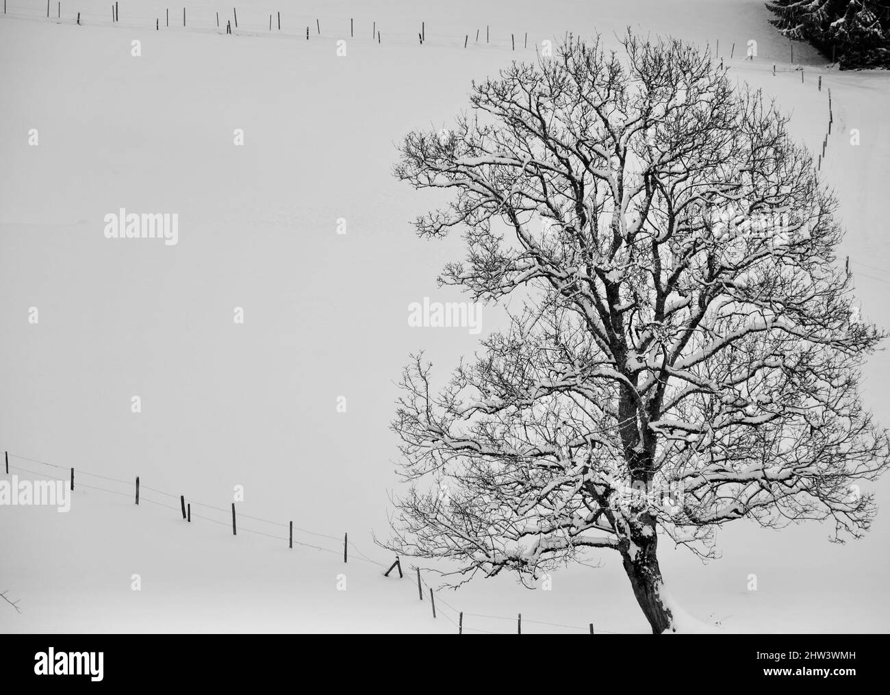Arbre et clôture enneigés et couverts de glace après la tempête de neige aux Ecovets, Villars-sur-Ollon dans les Alpes suisses Banque D'Images