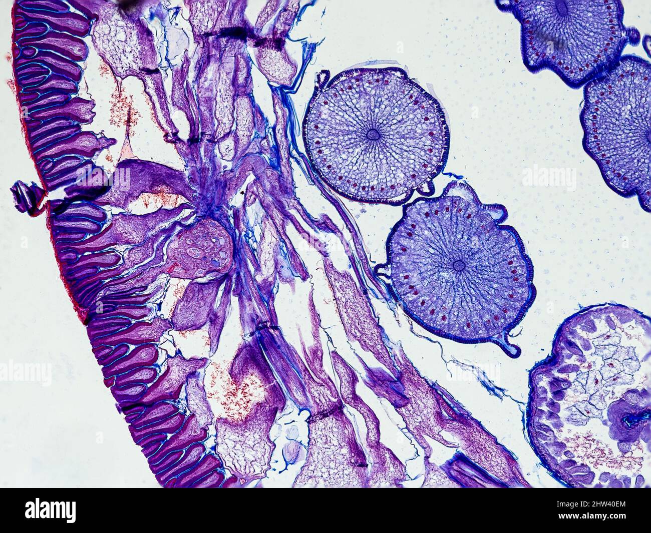 section transversale d'ascaris megalocephala sous le microscope montrant sa cuticule, ses cellules mésodermiques, ses pseudocélomes et ses ovaires - microscope optique x100 mag Banque D'Images
