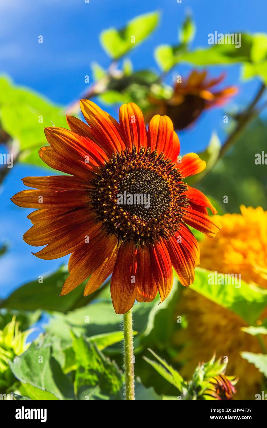 Helianthus orange profond et jaune - tournesol à la fin de l'été. Banque D'Images