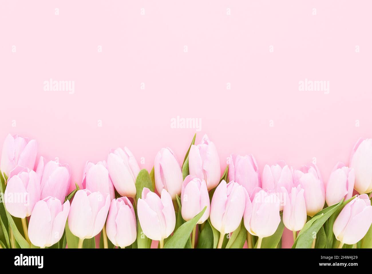 Bordure de tulipes roses sur fond rose. Fête des mères, Saint-Valentin, concept de célébration d'anniversaire. Mise à plat, espace de copie pour le texte Banque D'Images