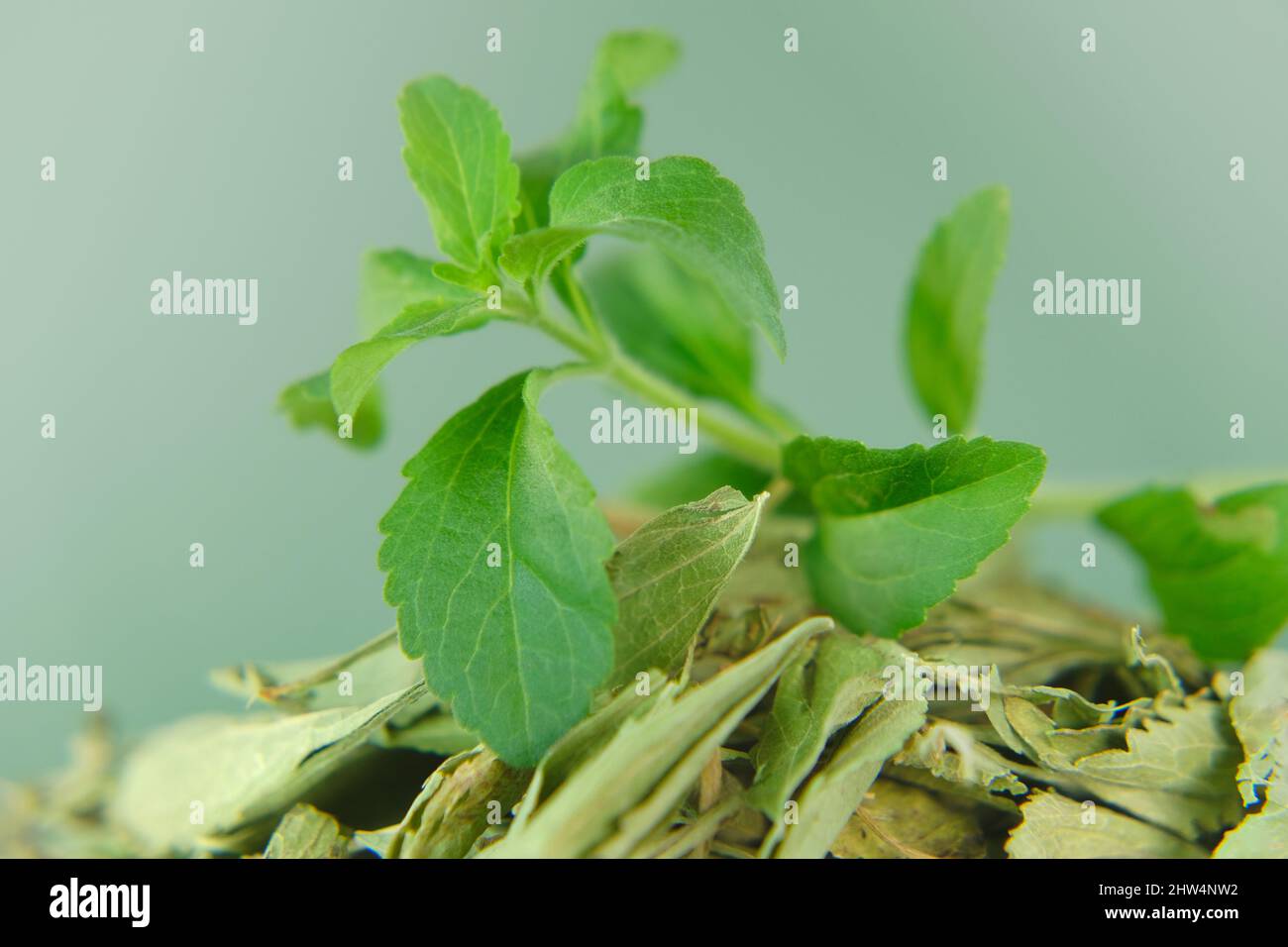 Stévia une branche de stévia fraîche et des feuilles de stévia séchées en gros plan dans une tasse d'édulcorant naturel biologique.Stevia rebaudiana. Stevia rebaudiana. Banque D'Images