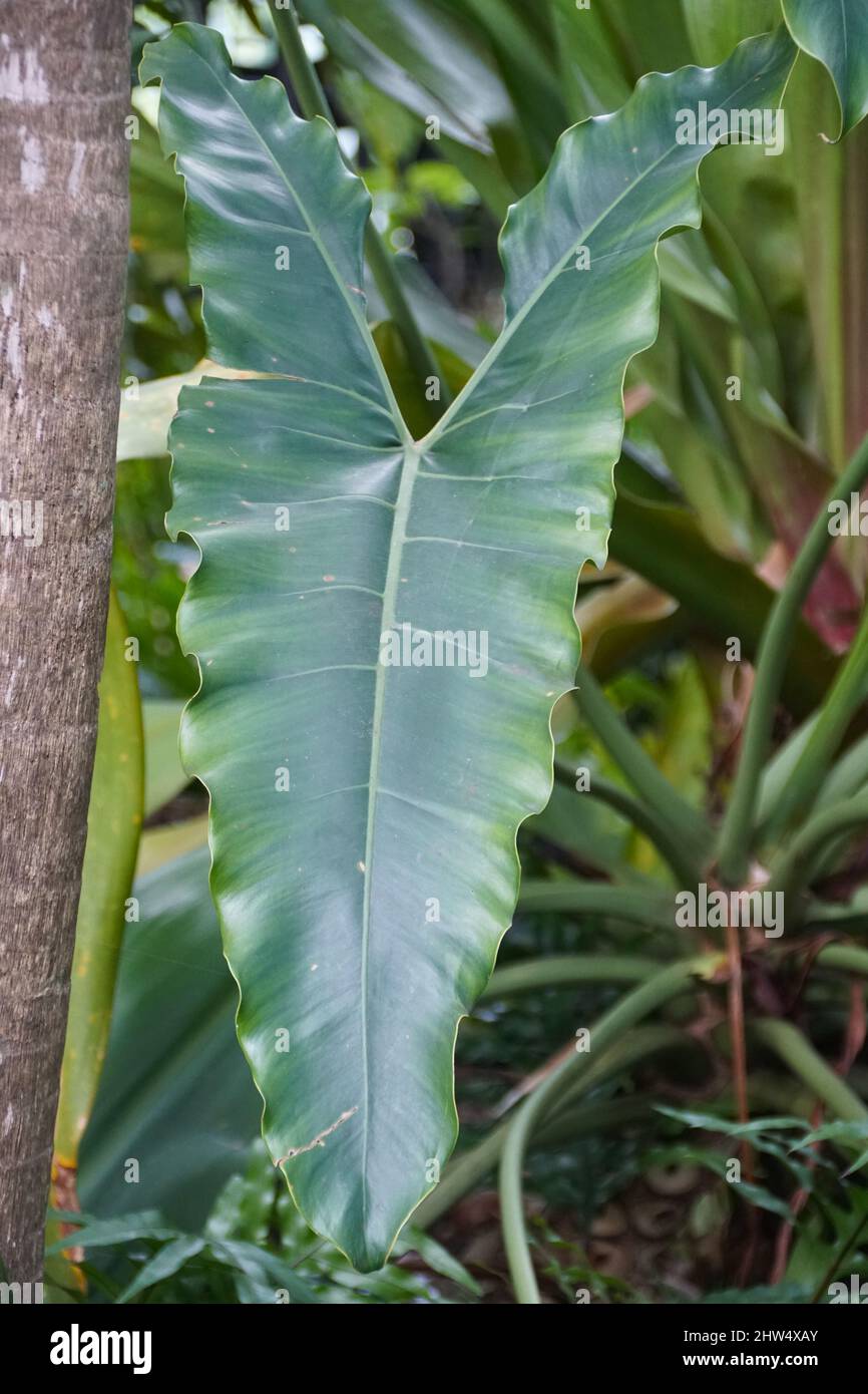 Gros plan de la feuille verte de Thaumatophyllum Stenolobum forme étroite Banque D'Images
