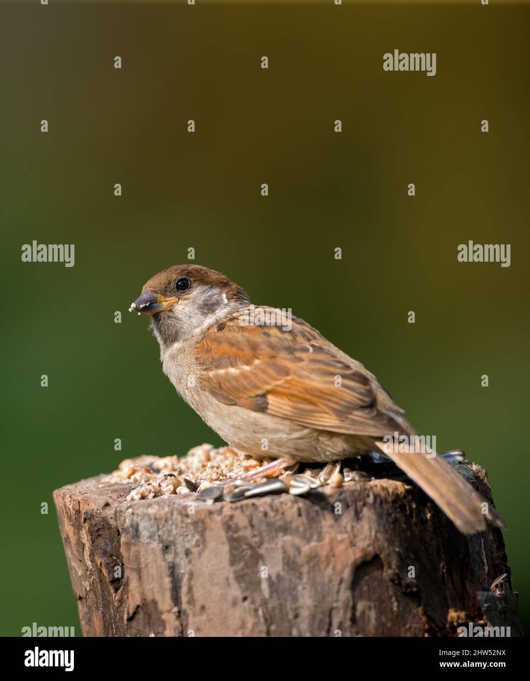 De magnifiques moineaux. Une photo de moineau. Banque D'Images