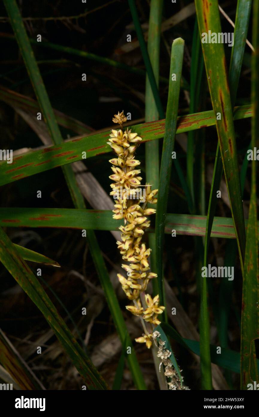 Il y a 2 espèces communes de rushes Mat dans les bois victoriens - c'est la ruée de Mat à tête épineuse (Lomandra longifolia) - pas une à manipuler. Banque D'Images