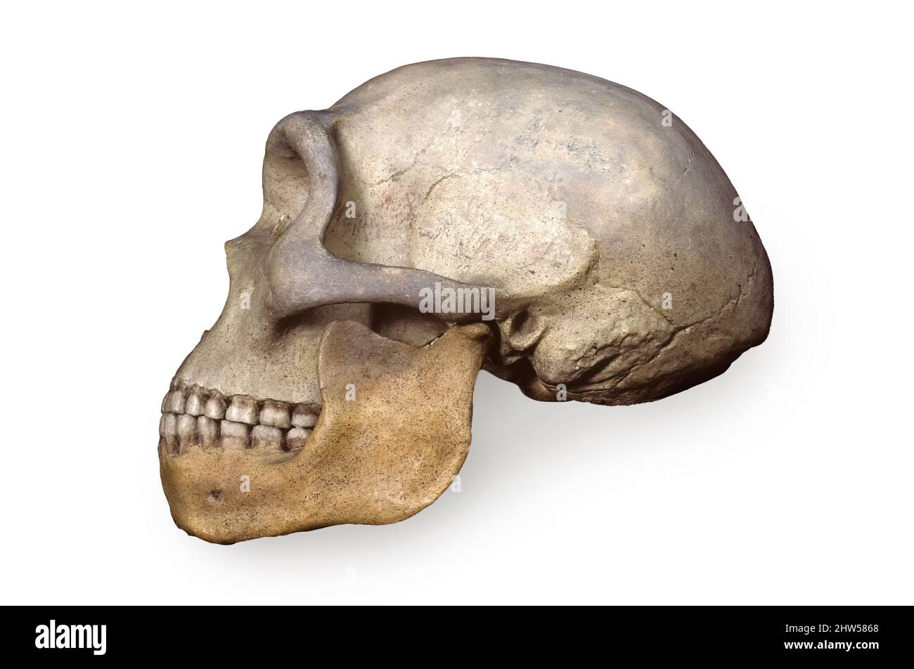 Heidelberg Man (Homo heidelbergensis), Pléistocène précoce Banque D'Images