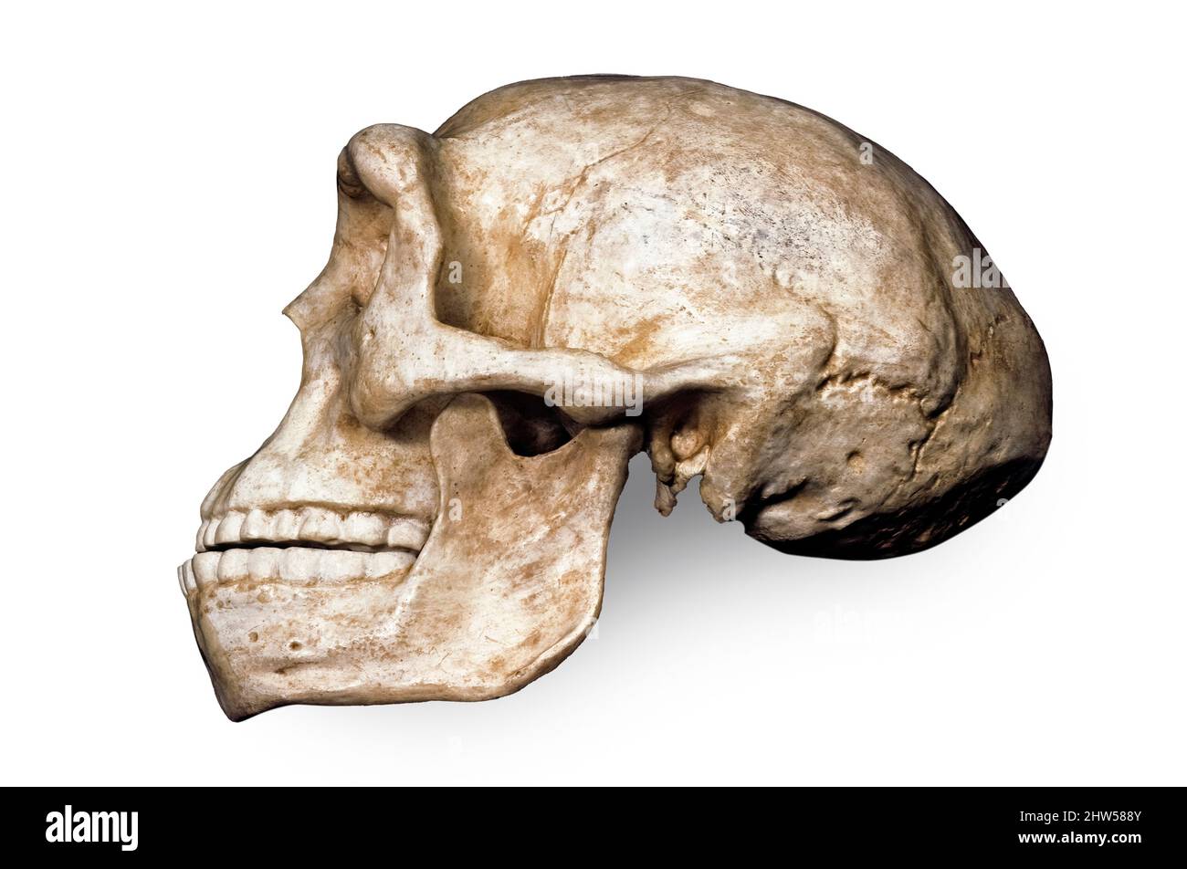 Homme de Pékin (Sinanthropus pekinensis), Homo Erectus Banque D'Images