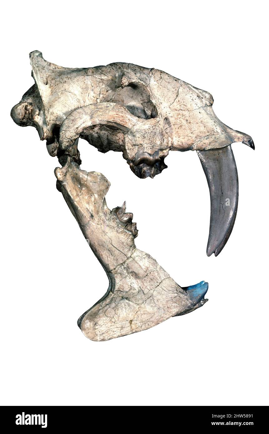 Véritable crâne de chat à dents de sabre (Eusmilus), Dakota du Sud, Oligocène moyen Banque D'Images