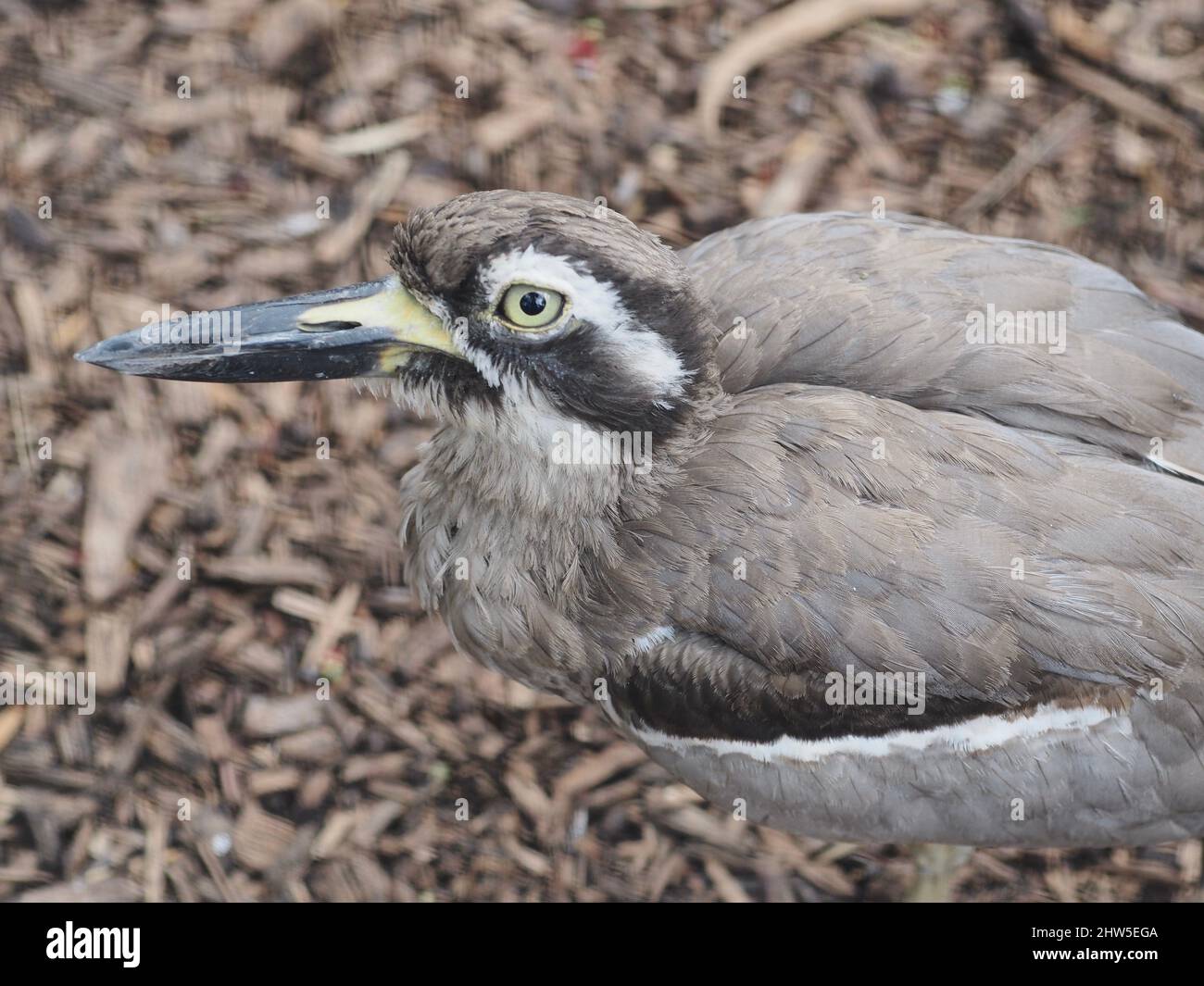Pierre-Courlis de plage extraordinaire avec des yeux jaune vif. Banque D'Images