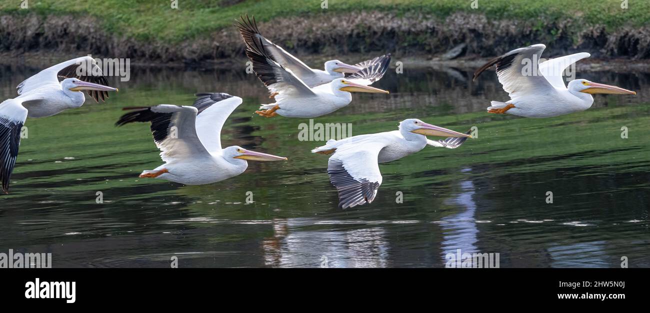 Les pélicans blancs américains (Pelecanus erythrorhynchos) pêchent sur un lac de doigt à Sawgrass, dans la plage de Ponte Vedra, en Floride. (ÉTATS-UNIS) Banque D'Images