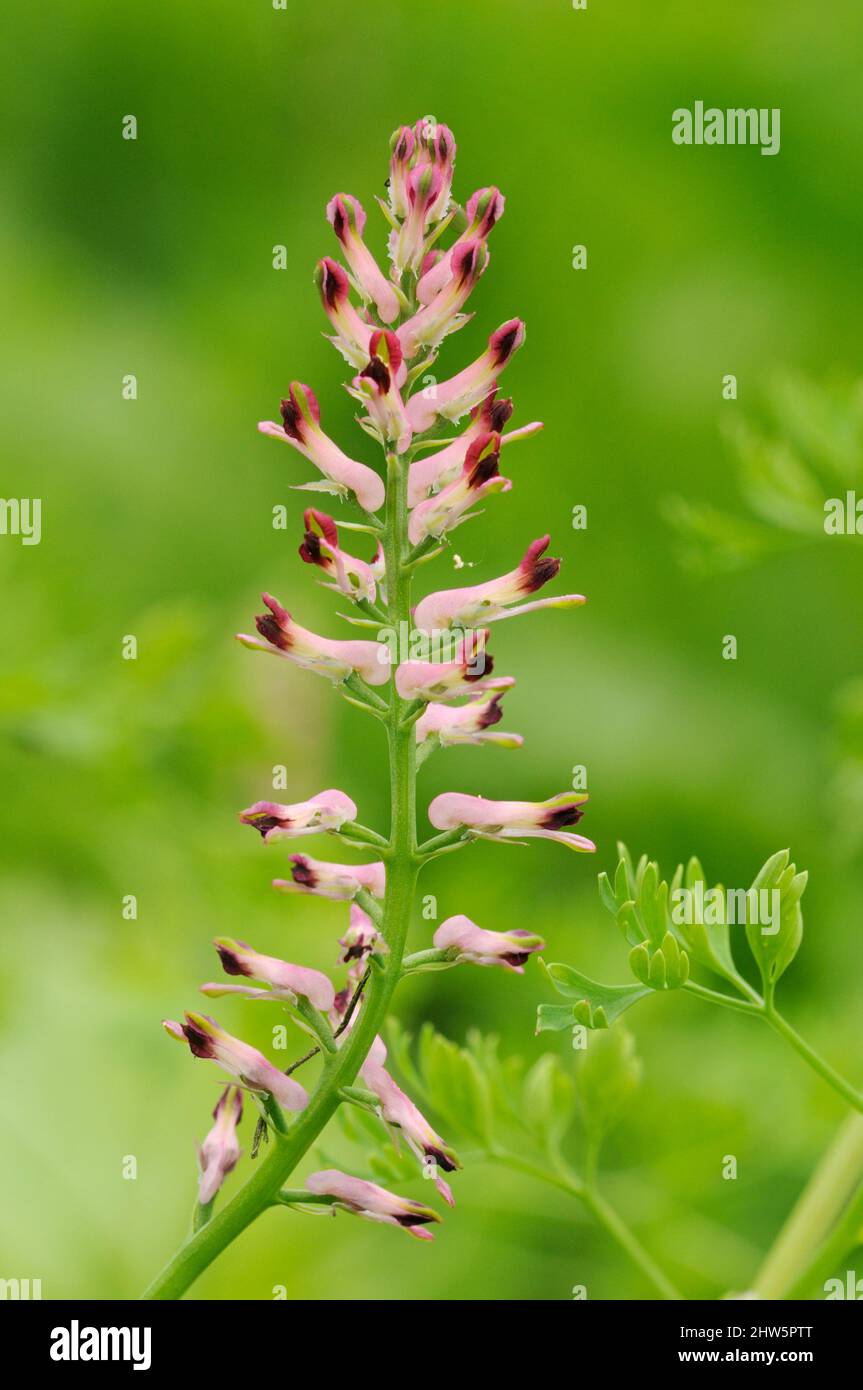 Fumeterre, Fumaria officinalis commune Banque D'Images