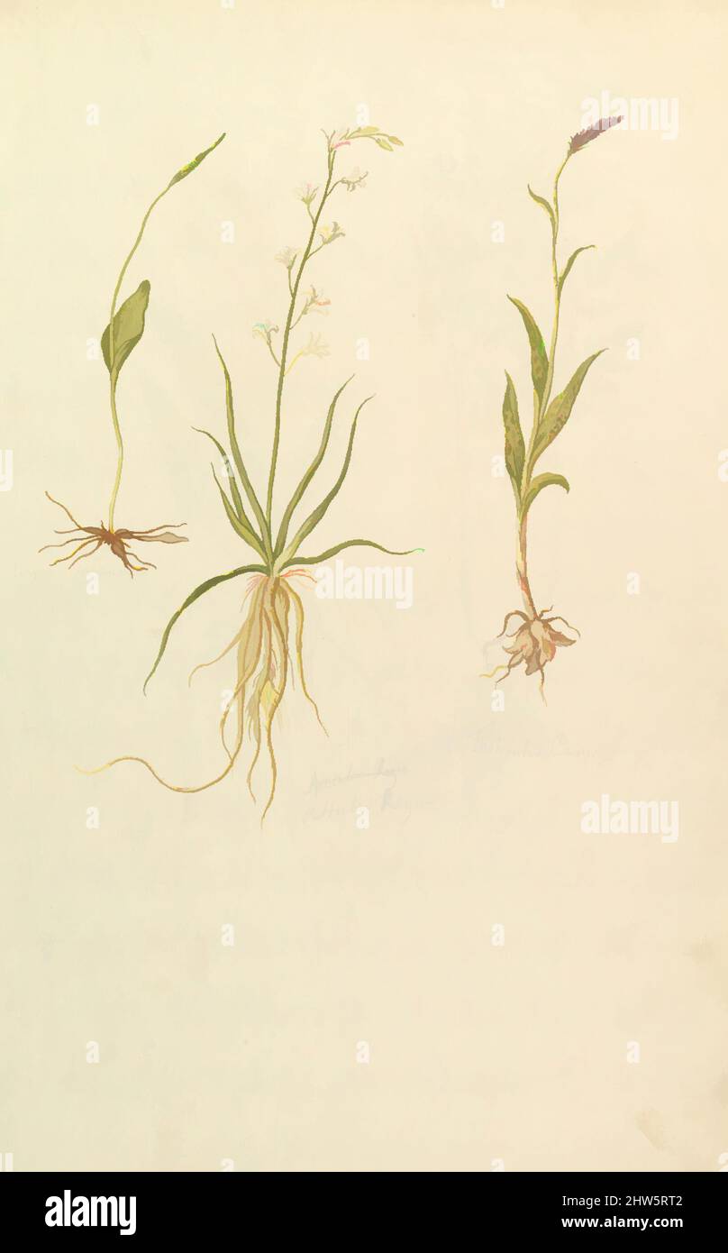 Art inspiré par les Etudes botaniques (recto); Etudes botaniques (verso), ca. 1820, aquarelle sur graphite, 19 9/16 x 12 9/16 po. (49,7 x 31,9 cm), dessins, anonymes, français, 19th siècle, Œuvres classiques modernisées par Artotop avec une touche de modernité. Formes, couleur et valeur, impact visuel accrocheur sur l'art émotions par la liberté d'œuvres d'art d'une manière contemporaine. Un message intemporel qui cherche une nouvelle direction créative. Artistes qui se tournent vers le support numérique et créent le NFT Artotop Banque D'Images